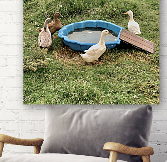 Ducks Plastic Pool by Jimmy Roy Photos