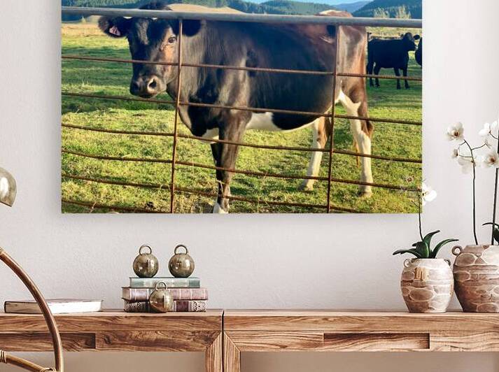 Cow Look by Jimmy Roy Photos