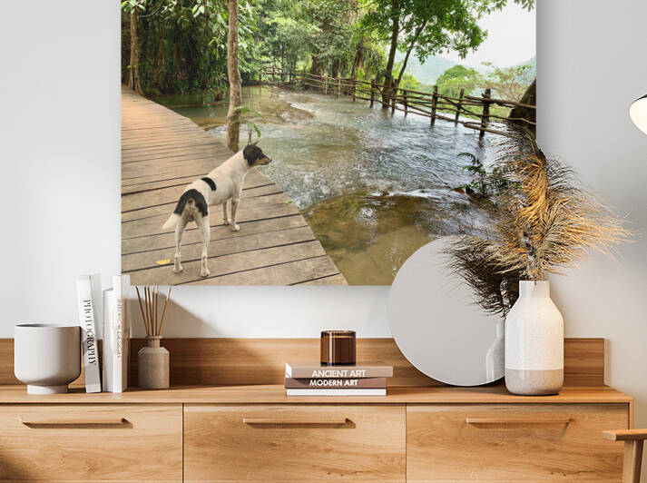 Dog Looking at the Horizon by Jimmy Roy Photos