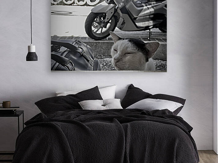 I Closed my Eyes Again   Cat by Jimmy Roy Photos