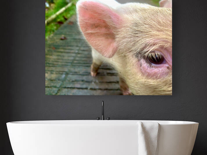 Pig Eye by Jimmy Roy Photos