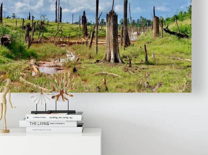 Field of Broken Trees by Jimmy Roy Photos