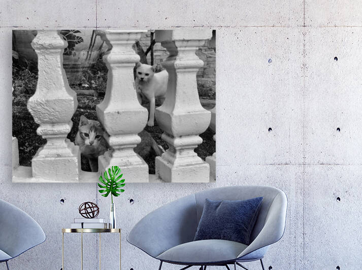 BW Cats Peaking Through by Jimmy Roy Photos