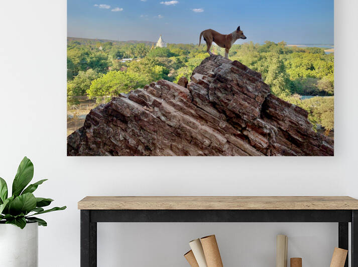 Downward Facing Dog by Jimmy Roy Photos