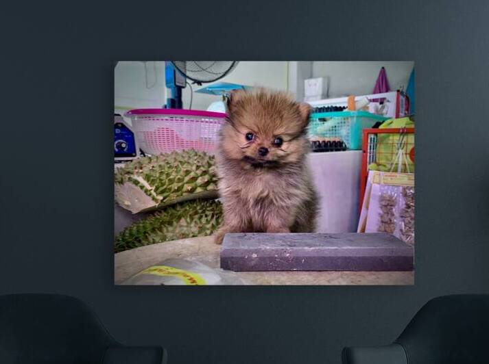 Furry Puppy by Jimmy Roy Photos