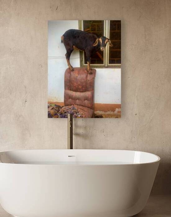 Goat on a Seat by Jimmy Roy Photos