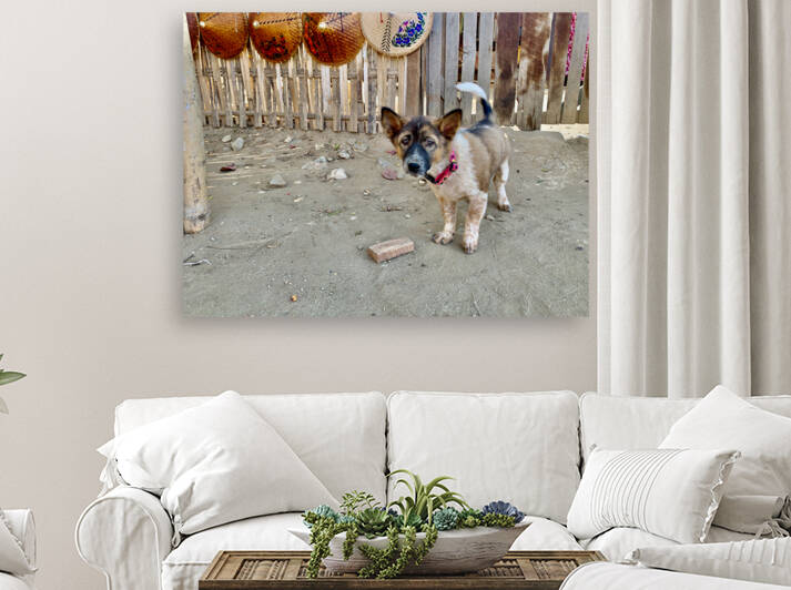 Sad Puppy by Jimmy Roy Photos