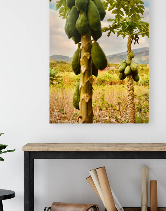 Papaya Trees by Jimmy Roy Photos