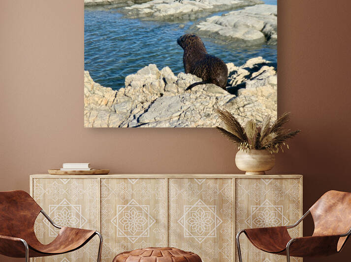 Seal Looking at a Distance by Jimmy Roy Photos