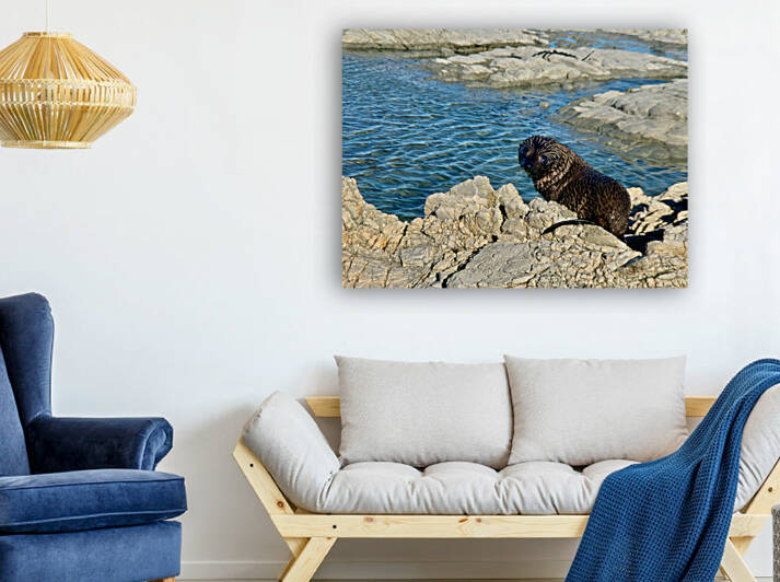 Seal Looking Back at You by Jimmy Roy Photos