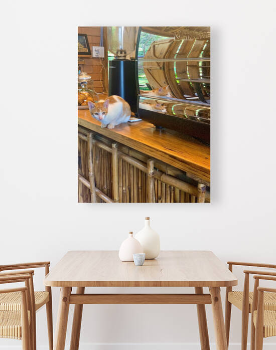 A Cat Named Cappucino by Jimmy Roy Photos