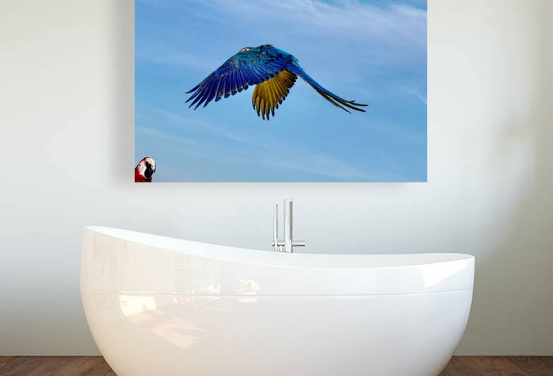 Macaws by Jimmy Roy Photos