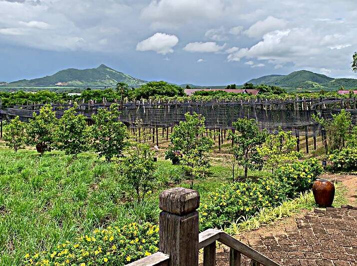 The Pepper Plantations by Jimmy Roy Photos