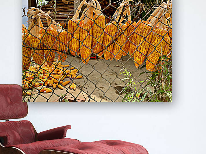 Corn Hanging on the Fence by Jimmy Roy Photos