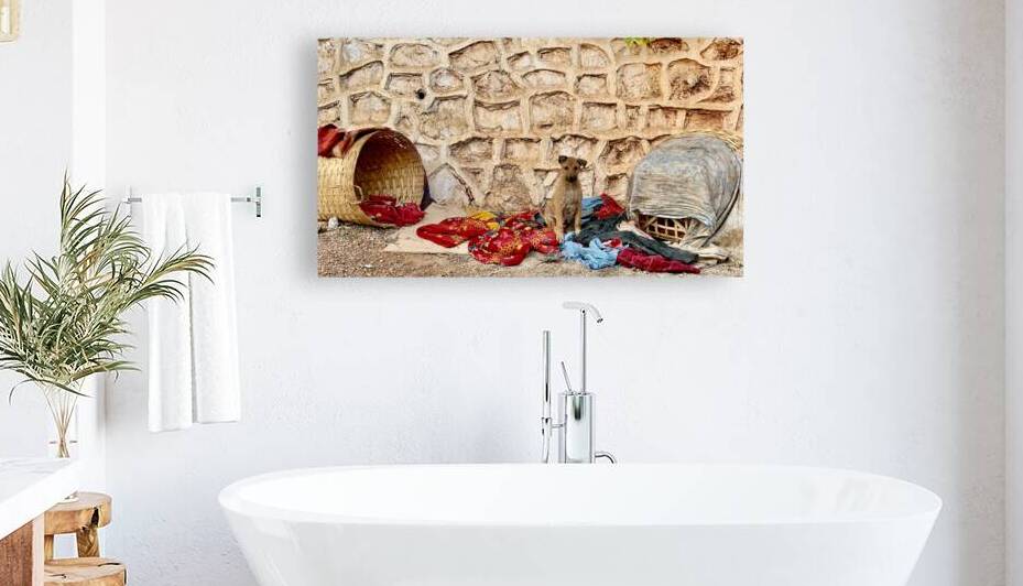 Dog Taking Over a Shop by Jimmy Roy Photos