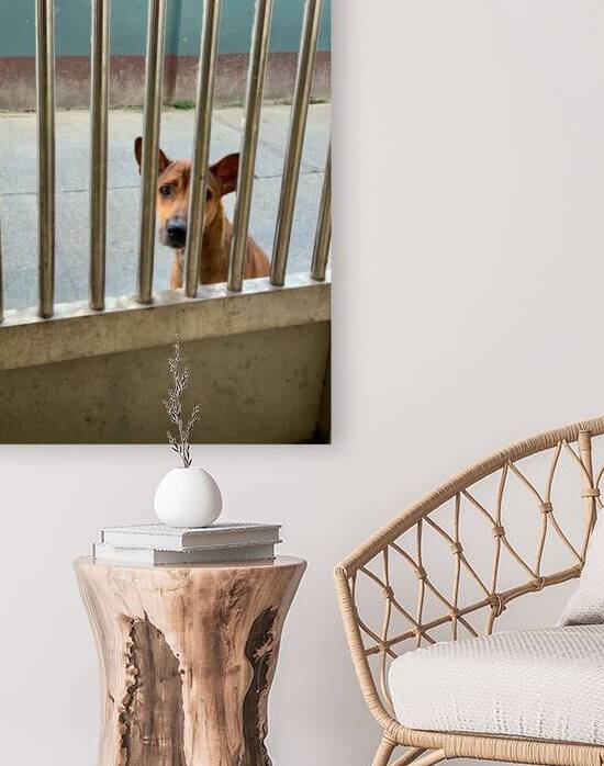 Sad Dog Behind Bars by Jimmy Roy Photos