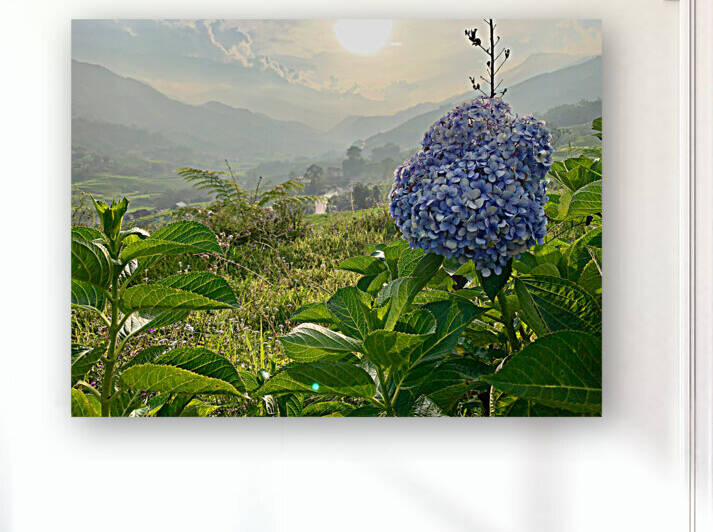 Purple Flowers for Sunset by Jimmy Roy Photos