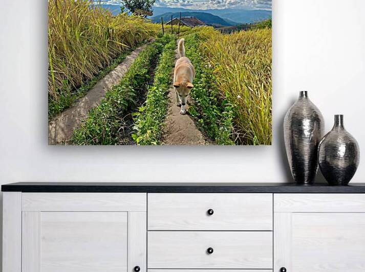 Vagabond Dog by Jimmy Roy Photos