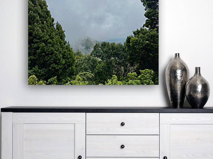 Foggy Forest by Jimmy Roy Photos