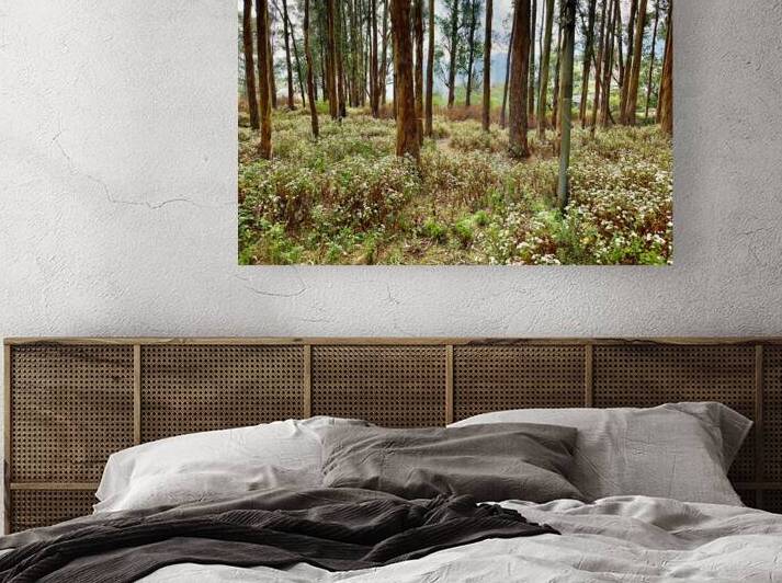 Through the Trees 2 by Jimmy Roy Photos