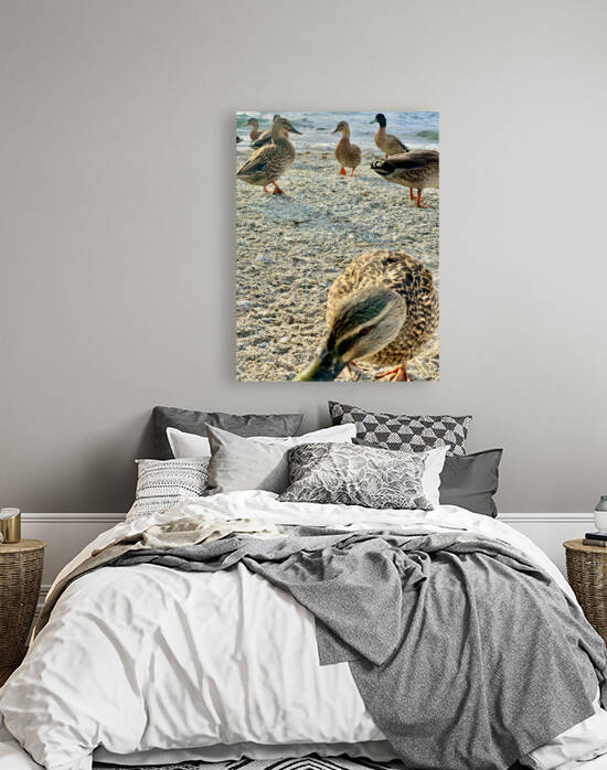 Ducks on the Beach by Jimmy Roy Photos