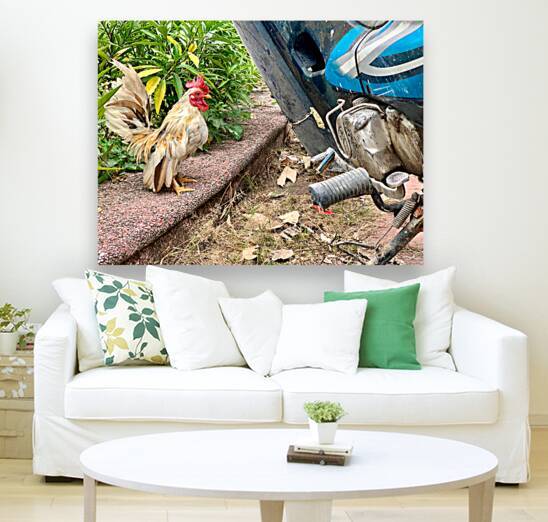 Rooster Bike by Jimmy Roy Photos