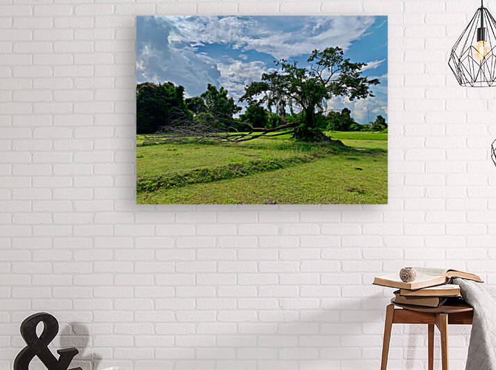 Life  and Death by Jimmy Roy Photos