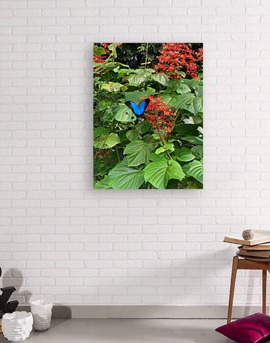 The Blue Butterfly by Jimmy Roy Photos