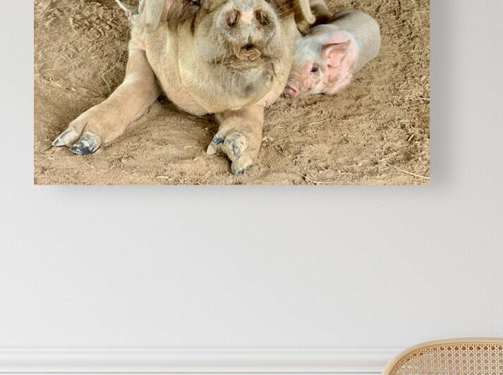 Hello Piggy by Jimmy Roy Photos