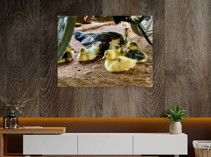 The Duck Family by Jimmy Roy Photos