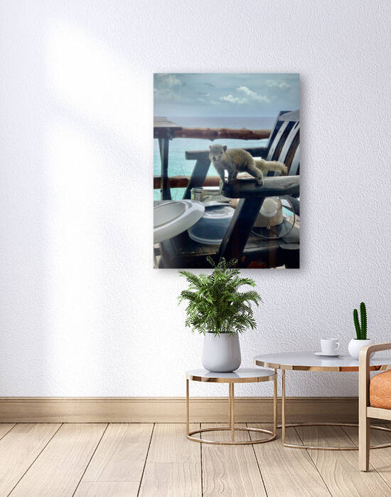 Squirrel Peaking in the House by Jimmy Roy Photos