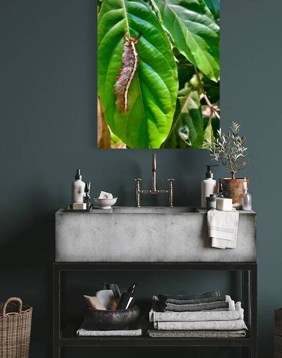 Caterpillar on a Leaf by Jimmy Roy Photos