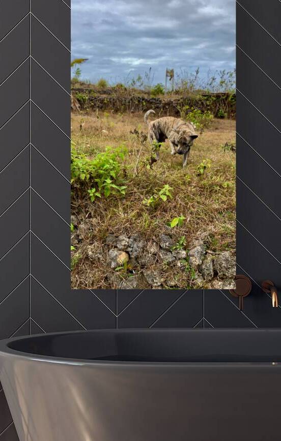 Dog in the Field by Jimmy Roy Photos