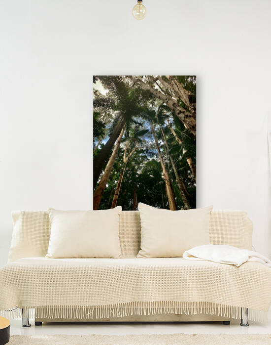 Look Up at the Trees by Jimmy Roy Photos