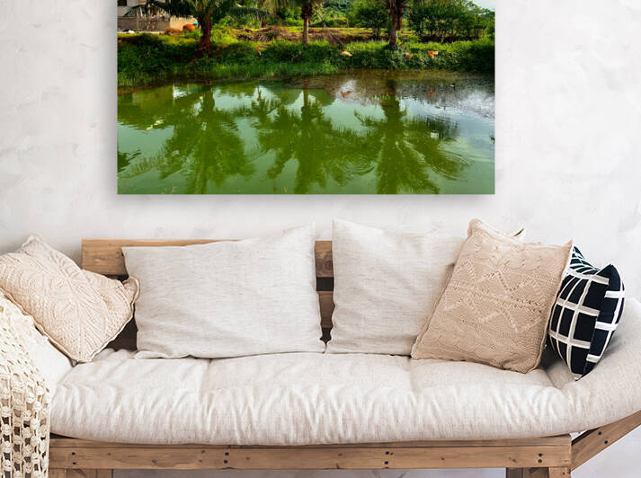 Palm Tree Trio Reflections by Jimmy Roy Photos
