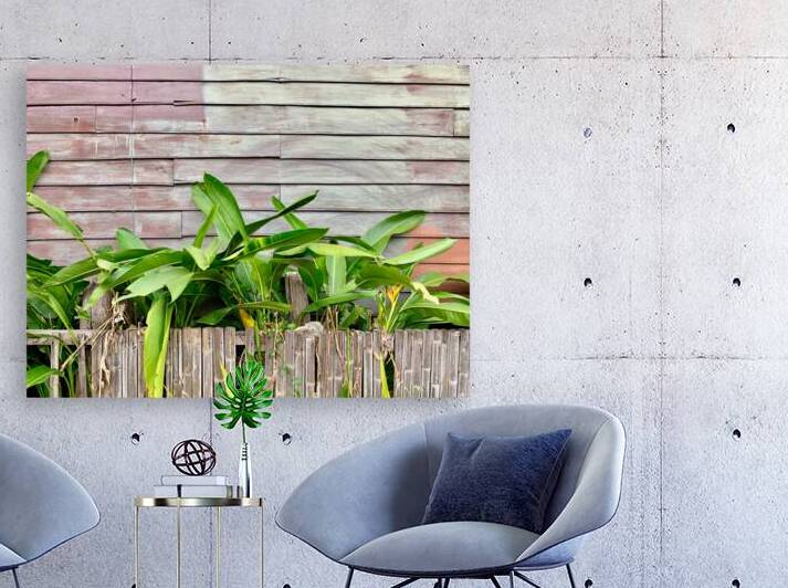 Plants Growing on the Side of the House by Jimmy Roy Photos