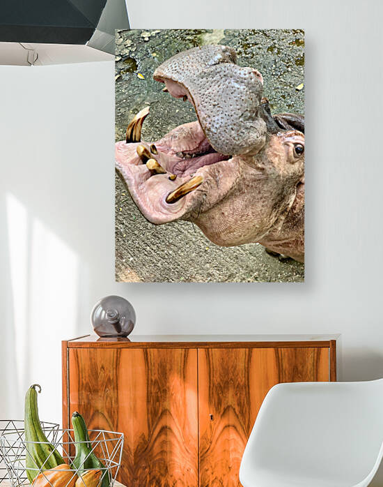 Hippos Teeth by Jimmy Roy Photos