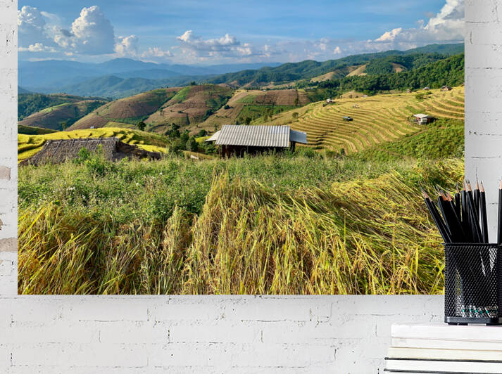 Colorful Rice Fields by Jimmy Roy Photos