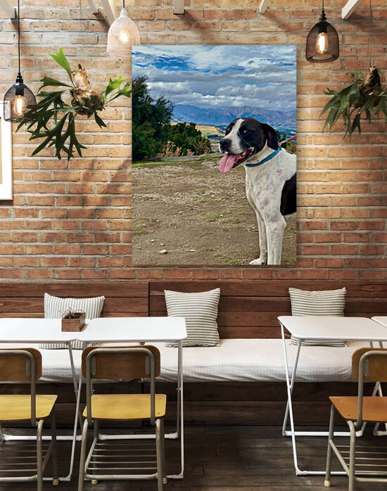 Dog on Mount Iron New Zealand by Jimmy Roy Photos