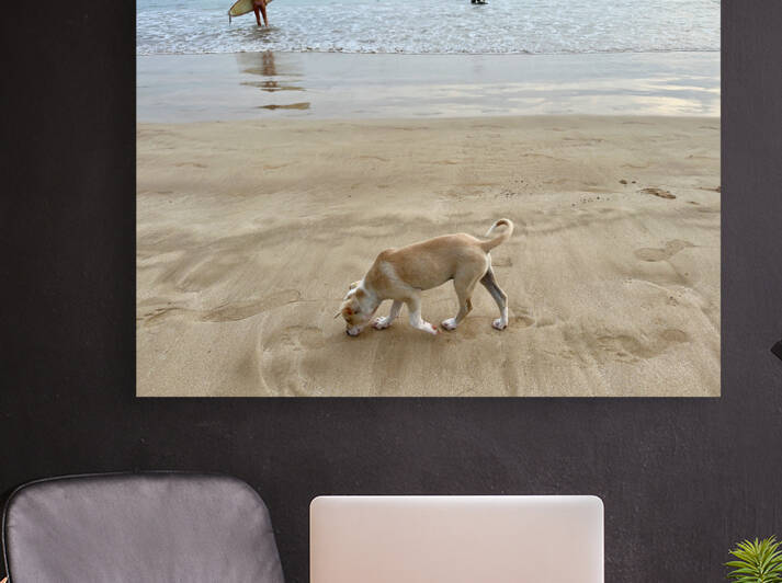 Puppy Walking on the Beach by Jimmy Roy Photos