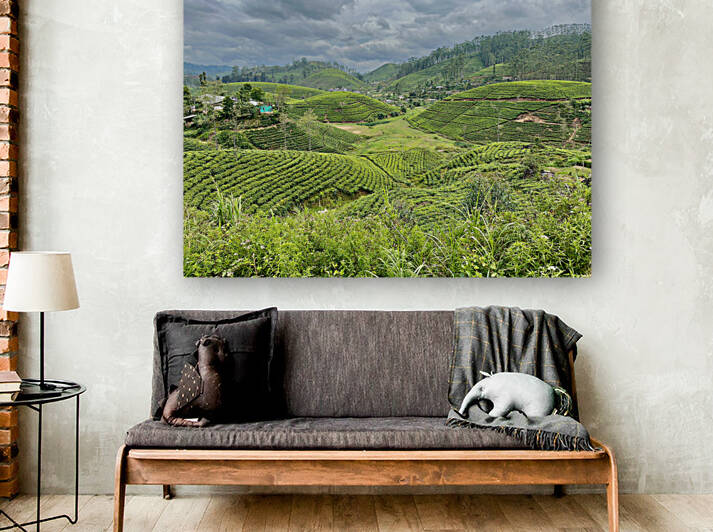 Tea Plantation Hills by Jimmy Roy Photos