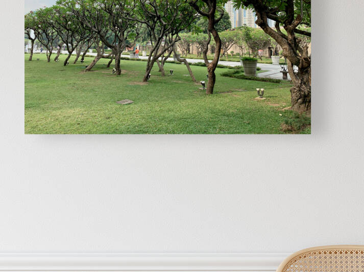 Tree in Line by Jimmy Roy Photos