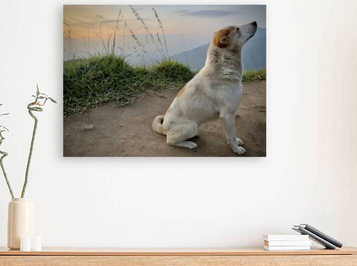 Ella Mountain Dog by Jimmy Roy Photos