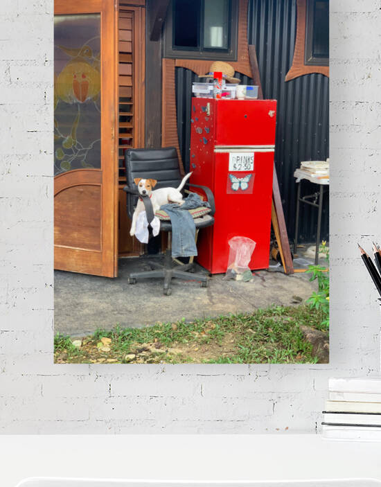 The Red Fridge and the Dog 1 by Jimmy Roy Photos