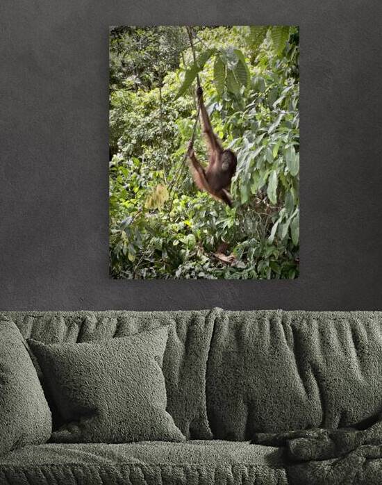 Kabili Sepilok Forest Reserve Orangutans 1 by Jimmy Roy Photos