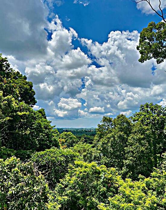 Kabili Sepilok Forest Reserve 1 by Jimmy Roy Photos