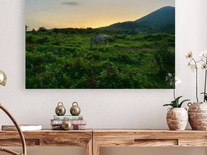 A Horse at Sunrise Jeju South Korea by Jimmy Roy Photos