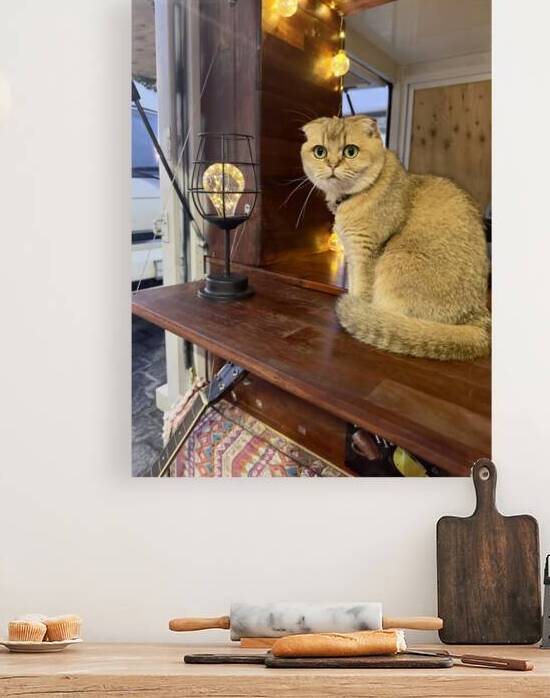 Cuty Cat Jeju South Korea by Jimmy Roy Photos