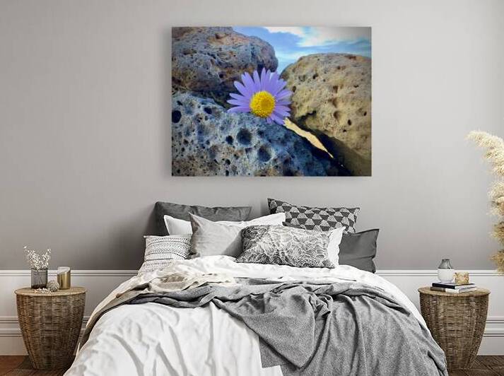 Flower on the Rocks Udo South Korea by Jimmy Roy Photos