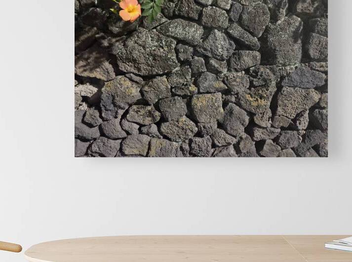 The Black Wall and the Orange Flower Jeju Korea by Jimmy Roy Photos